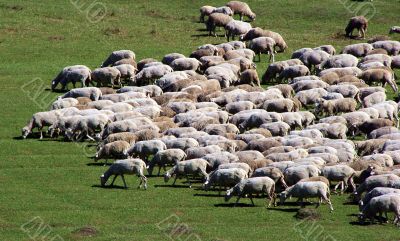 sheep herd on green meadow