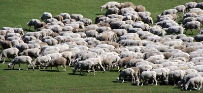 sheep herd on green meadow