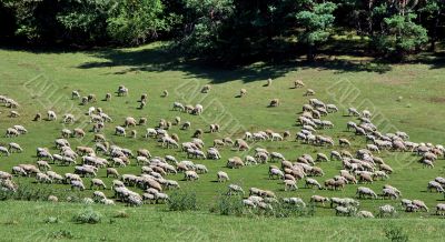 sheep herd on green meadow