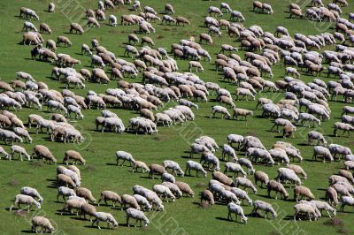 sheep herd on green meadow