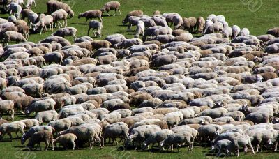 sheep herd on green meadow