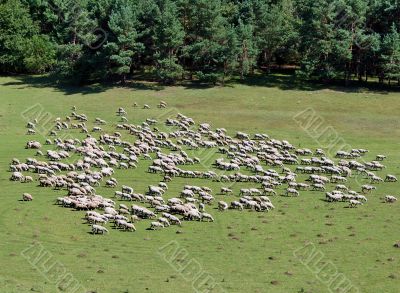sheep herd on green meadow