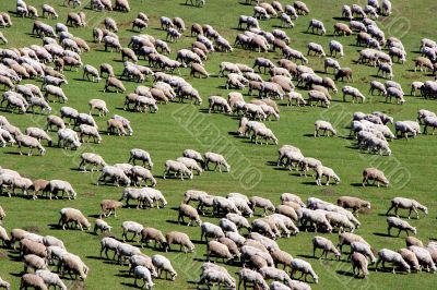 sheep herd on green meadow