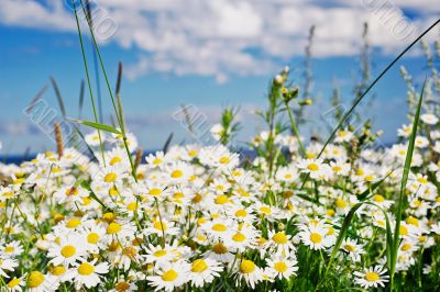 Camomiles in the summer