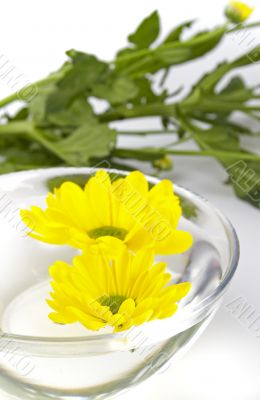 yellow flowers