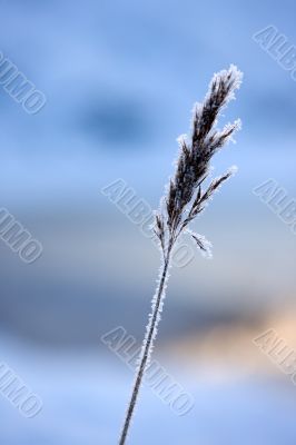 winter grass