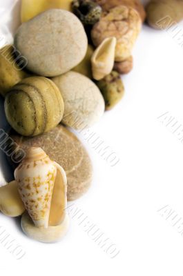 Sea shell collection