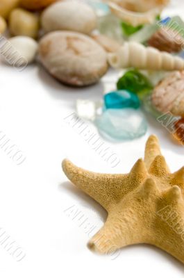 Sea shell collection