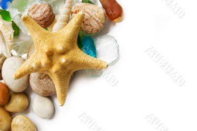 Sea shells collection