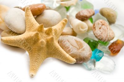 Sea shell collection