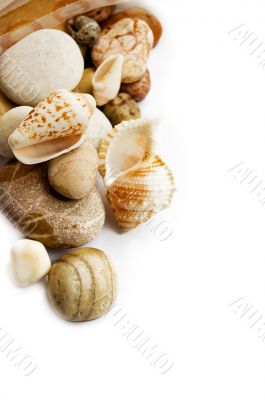 Sea shells