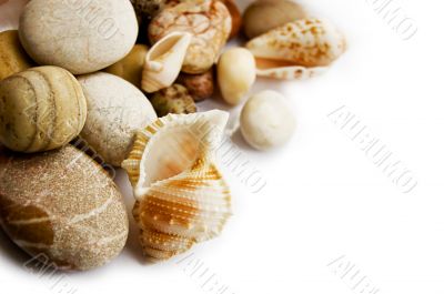Sea shells collection