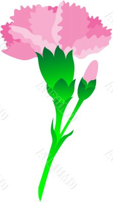 Carnation