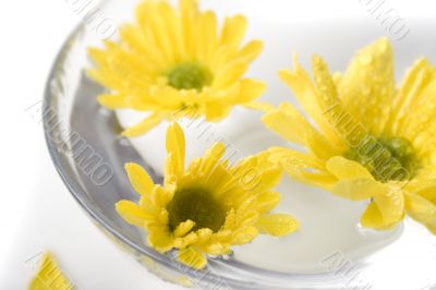 yellow flowers close up