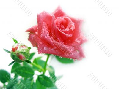 Pink rose
