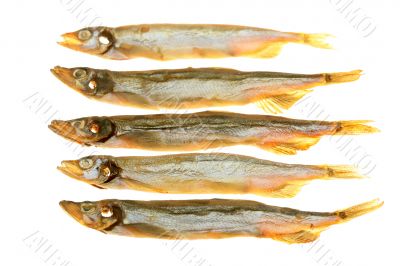 Capelin