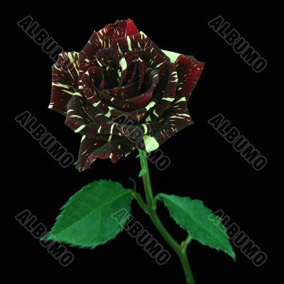 Flower of a rose