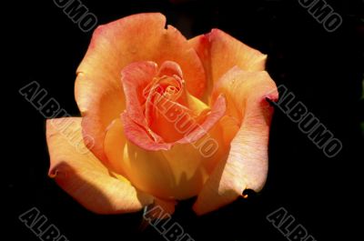 Peach colored rose isolated on black