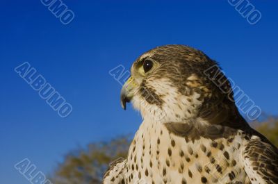 Peregrine Falcon crossbred with a Prarie Falcon and Gyrfalcon mi