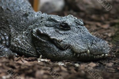 Sly crocodile waiting to pounce