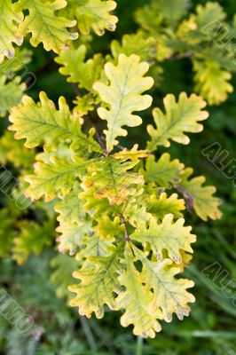 Oak leaves