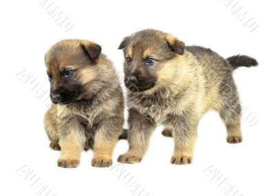 two sheep-dogs puppys isolated on white background