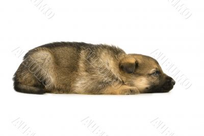 laying sheep-dogs puppy isolated on white background