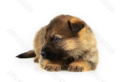 laying sheep-dogs puppy isolated on white background