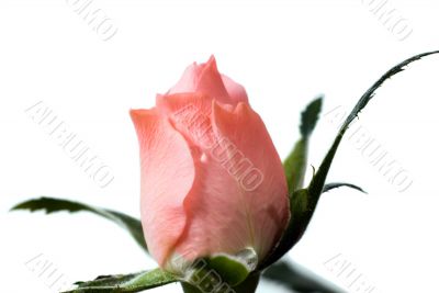 Rose Bud