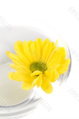 yellow flower