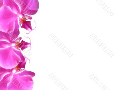 Flowers frame