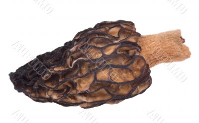 Mushroom morel
