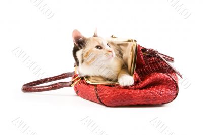 Cute kitten in a red bag