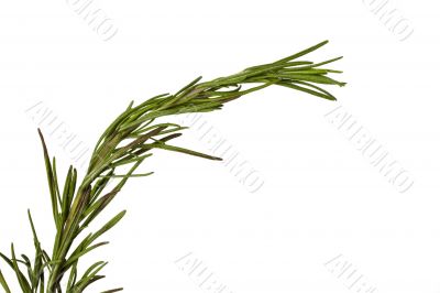 rosemary