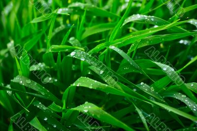 Summer rain