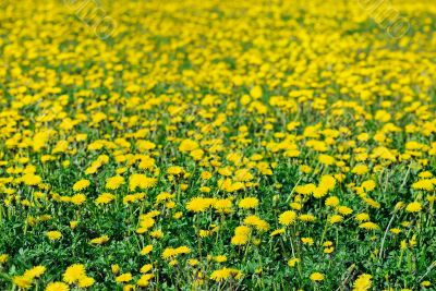 Field of dandelions