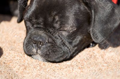 French bulldog puppy