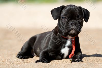 French bulldog puppy