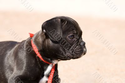 French bulldog puppy
