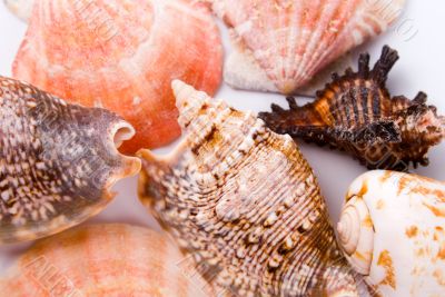 shells background