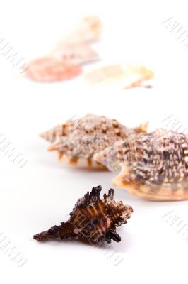 shells on white