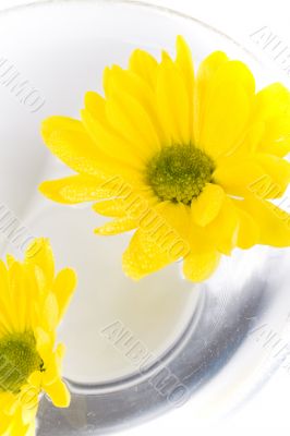 yellow flowers