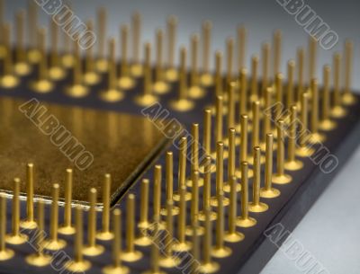 Gilt legs of the processor