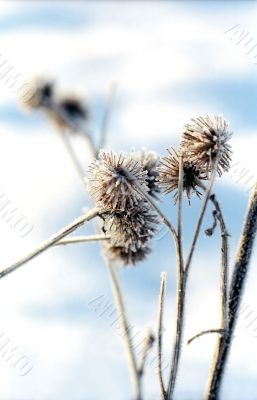 Burrs and hoarfrost