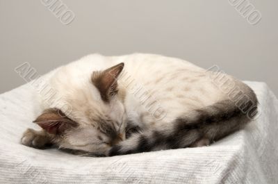 Sleeping kitten