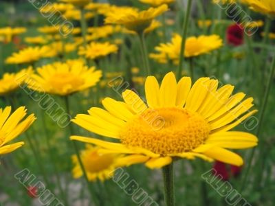 flower