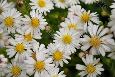 chrysanthemum