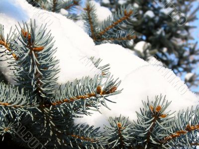 the fluffy branches of blue fir-tree