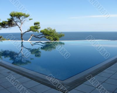 Pine-tree, pool and sea