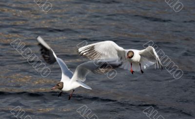 Two seagulls